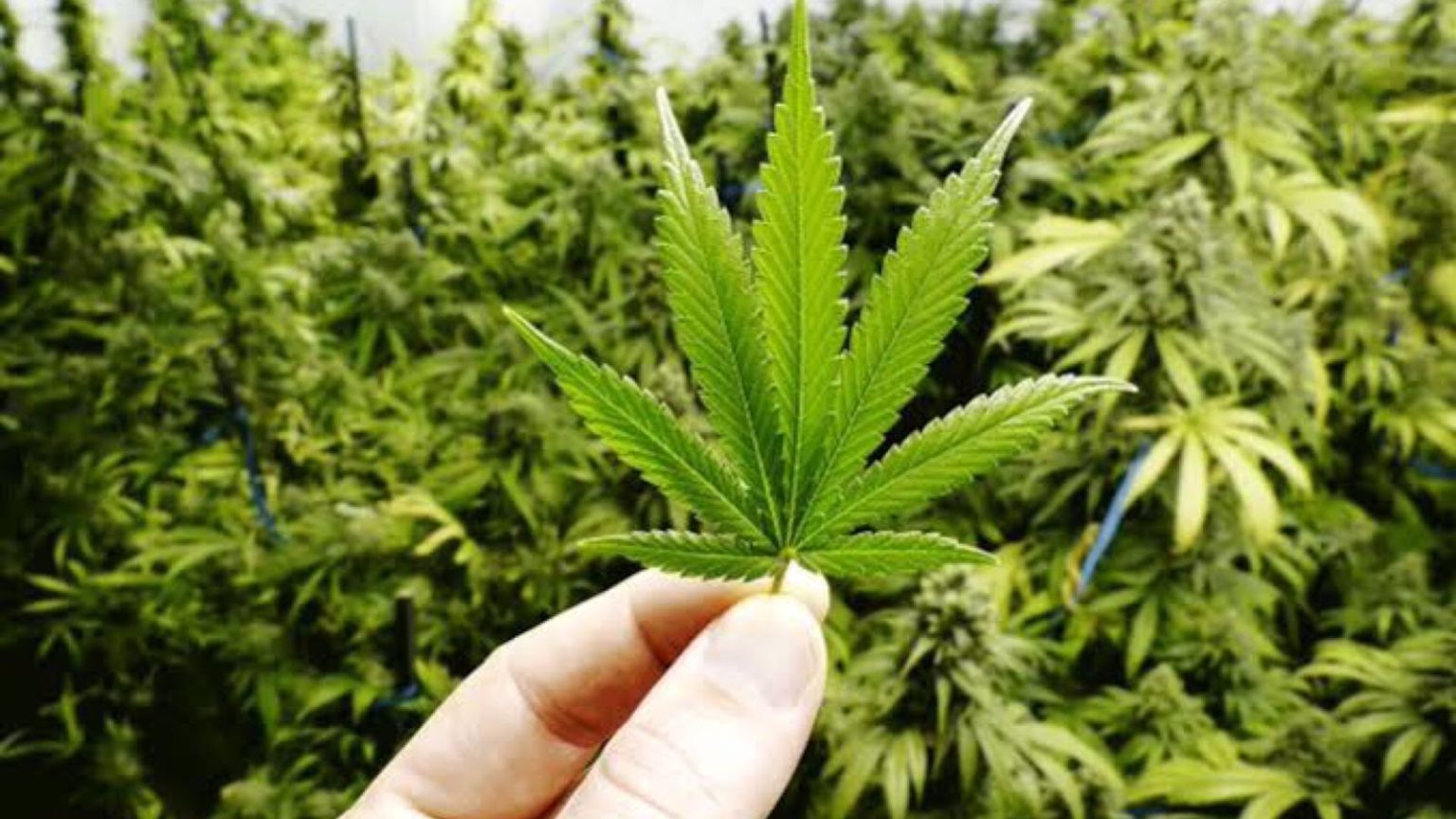 STJ autoriza a três pessoas cultivo de maconha para uso medicinal